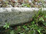 image of grave number 633908